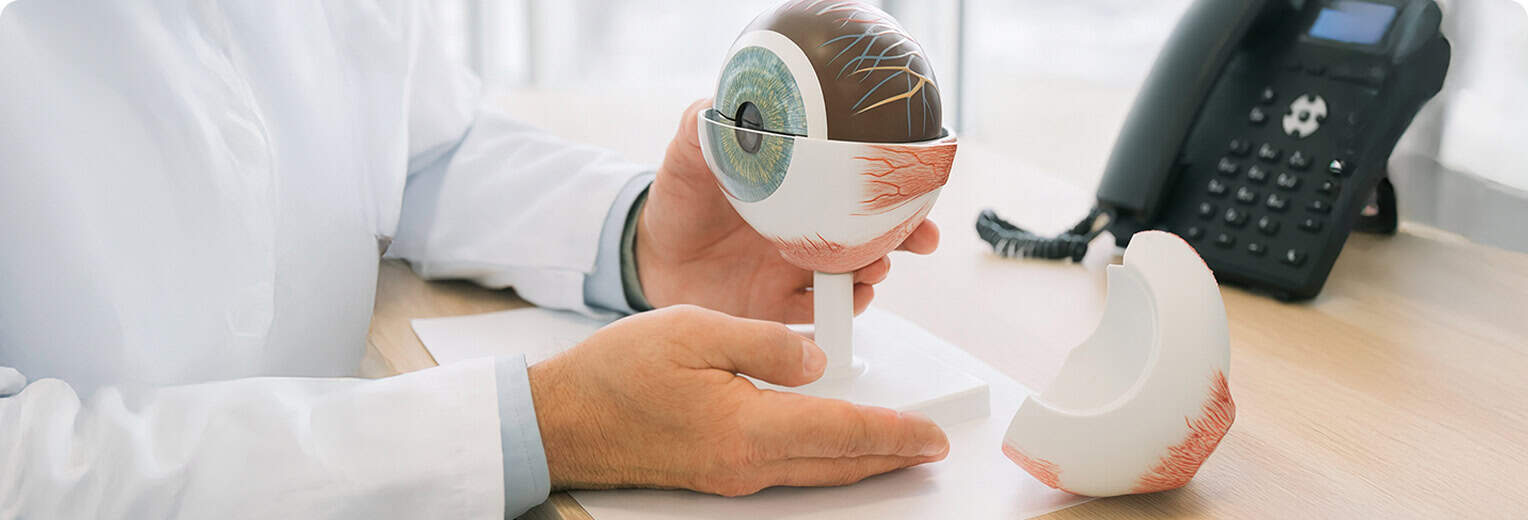 Model anatómico de ojo humano para estudios oftalmológicos y consulta en óptica.