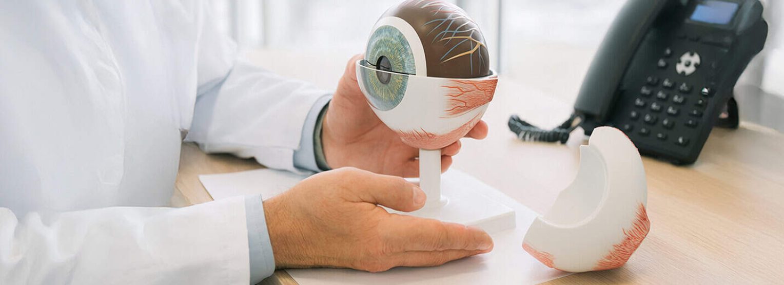 Model anatómico de ojo humano para estudios oftalmológicos y consulta en óptica.